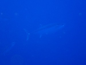 s-P9222843