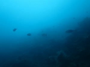 IMG_7700
