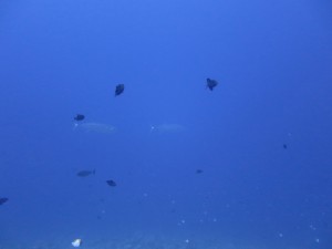 IMG_9015