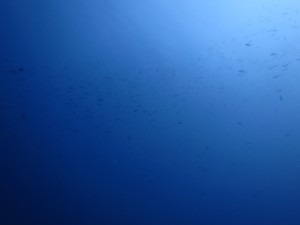 IMG_9019