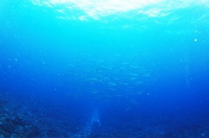 IMG_9801