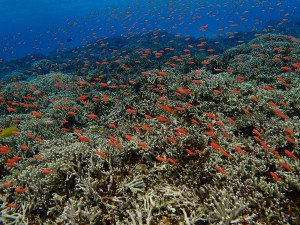 P3097523