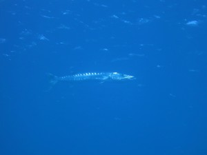 IMG_0503