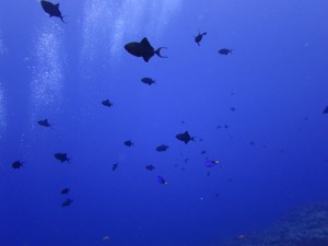IMG_1158