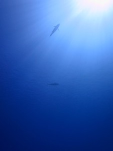 IMG_2270