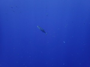 P8180615