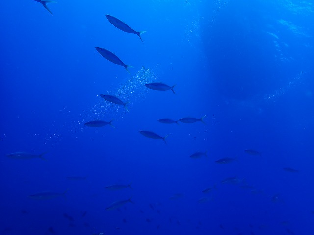 P8180656