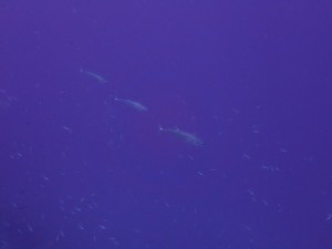P8280870