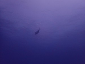 P9070063
