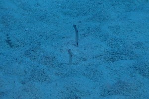 PA073074