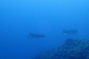 P3163970