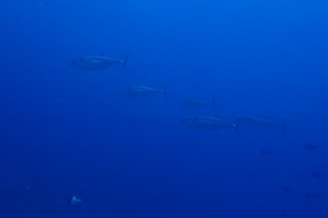 P7200446