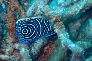 P7225015