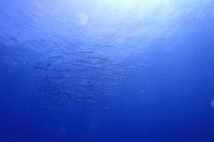 P8075140
