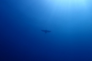 P8194602