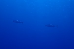P9080346