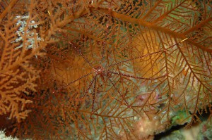 PB165203