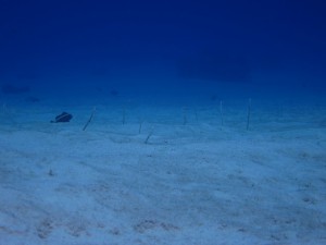IMG_0070