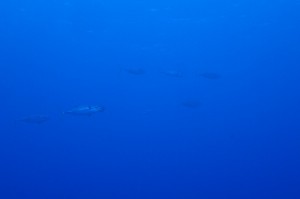 P4020065