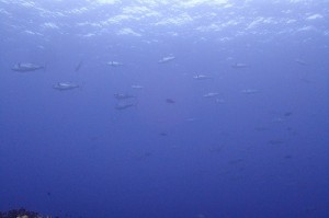 P4137088