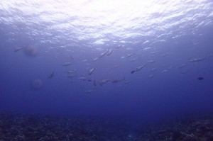 P4137096