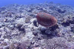 P4247273