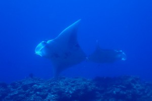 P4291440