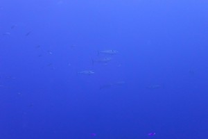 P5080074