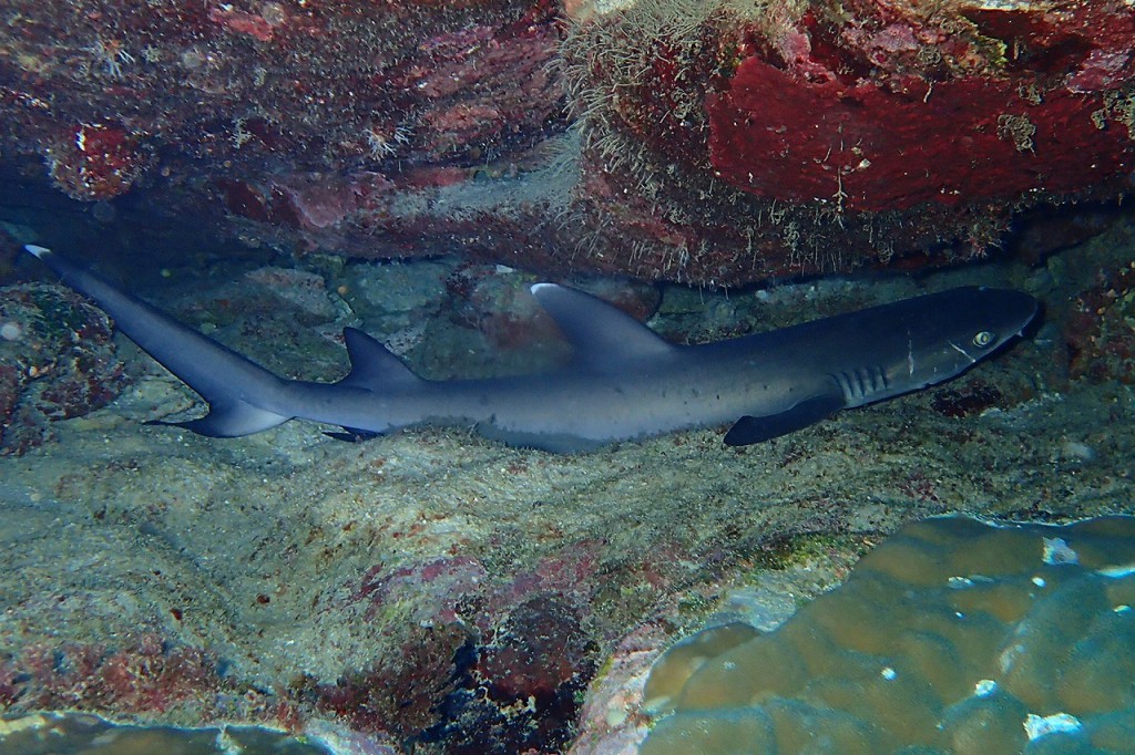 P7211579