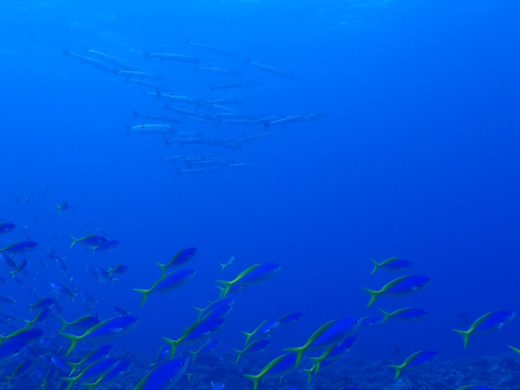 OI002929