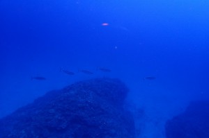 PB018431
