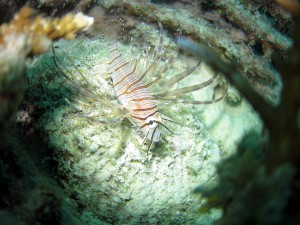 IMG_6207
