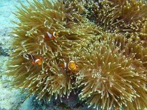 P1030589