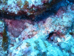 IMG_0243