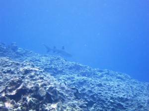 IMG_0248