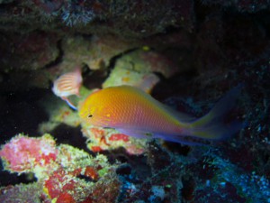 IMG_0383