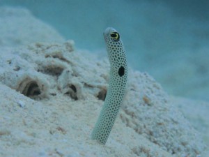 IMG_0571