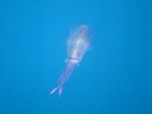 IMG_6532