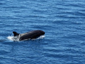 IMG_6900