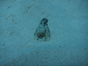 IMG_7068