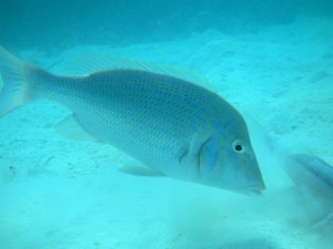 IMG_9747