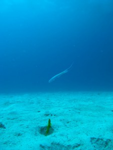 P1040146