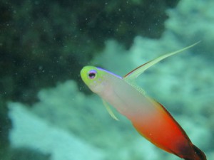 IMG_0095