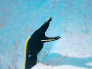 IMG_0286