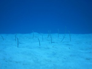 IMG_1074_R