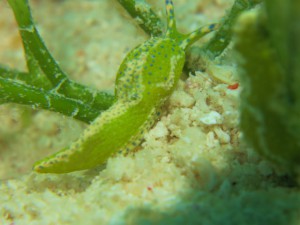 IMG_3909