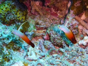 P1040512