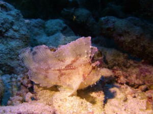 P1040597
