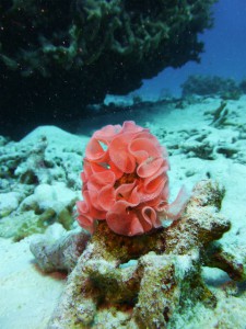P1040598