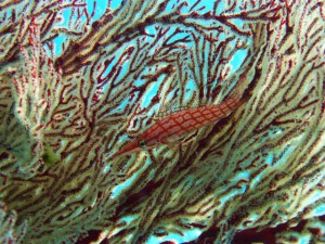 P1040646